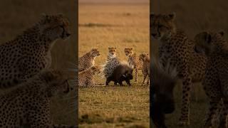 Cheetahs vs Porcupine #CheetahsVsPorcupine #SavannaBattle
