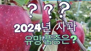 옥천 이원 그린묘목농원 제2편 2024년 유망한 사과묘목은?