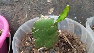 GRAFTING AND PLANTING AUSTRALIAN GOLDEN ISIS YELLOW DRAGON FRUIT