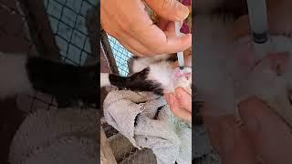 Rescued Poor Cat #music #song #rap #hiphop #spotify #sad #love #cuteanimal #catlover #catt