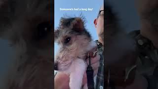 Puppy sad whining after long day Bonnie the wire fox terrier 10 weeks old