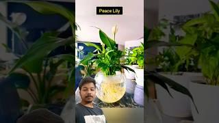 Amezing Indoor plants is here #plants #music #song #prajapati #nature #poondi #pamba #indoorplants