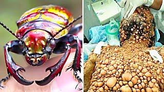 PINAKA DELIKADONG INSEKTO SA BUONG MUNDO