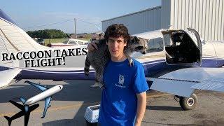 First Raccoon to Fly in an Airplane? (beach trip)