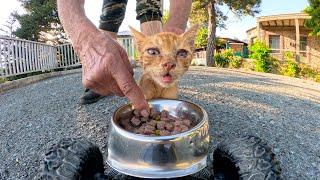 Urban Cat Diaries: Life of Stray Kitties || RC Feeding Stray Cats 