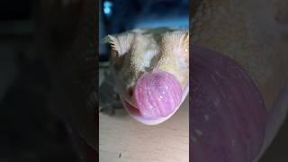 Реснитчатый бананоед #вмиреживотных #животные #питомцы