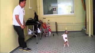 Jack Russell's Talent