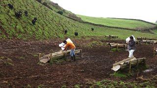 Ganadaria JAF - Sons Do Campo - (Imagens Aleatórias) - (Random Footage) - Terceira Island - Azores