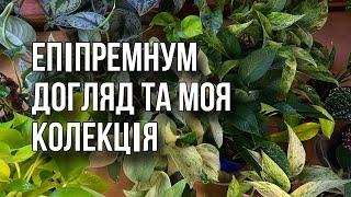 Епіпремнум - як доглядати за кімнатною рослиною. Моя колекція - 16 сортів