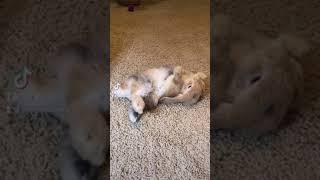 Bunny flop goes wrong! #shorts #bunny