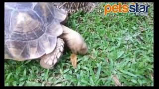 Pets Star Sulcata Tortoise