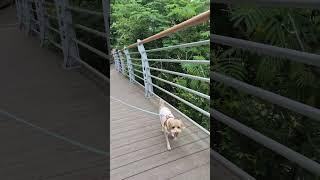 사랑스런 보리 #말티푸 #보리 #산책하는강아지 #shorts