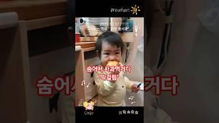 몰래 사과 먹는 쇼니의 귀여운 하루  #shorts"