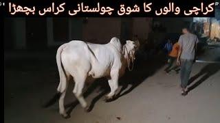 Bull Cholistani Cross at the Street Of Karachi Karachi Walon Ka Shoq Palnay wala Bachra