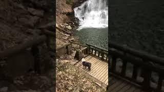 Ginger enjoying Waterfall..