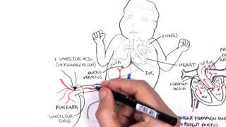 Foetal (Fetal) Circulation