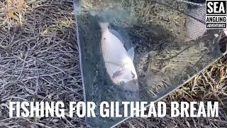 Sea Fishing Videos UK | Gilthead Bream Fishing