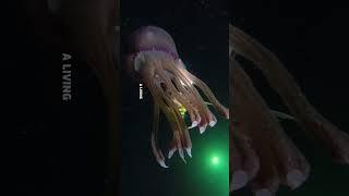 Jacks and Jelly #jacksandjellyfish #blackwaterdiving #anilaodivingandresorts #videoviralシ #viralreel