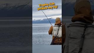 Trophy fish strikes my fly!