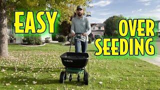 Quick & Easy Overseeding Guide for a Lush Lawn 