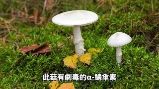 台灣常見有毒植物知識【致命白毒傘  (死亡天使)】致命毒鵝膏 知識百科  - 地球題庫小學堂