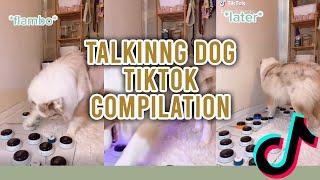 Talking dog Tiktok compilation | Flambo the dog