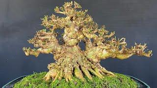 Mai chiếu thủy đủ loại hàng để bàn.tầm trung chất lượng cao tại vườn Bonsai Hoàng Tấn.#0975282803