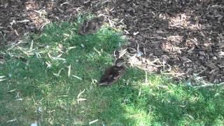 Enten im Stadtpark 1