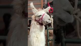 #alpaca #alpacafarm #llama #lama #farming #llamalove #animal #angorarabbit #alpacashering