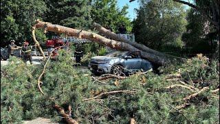 Enorme albero si abbatte su un'auto a Varese, ferito il guidatore