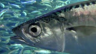 Facts: The Pacific Mackerel (Chub Mackerel)