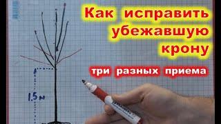 Как ИСПРАВИТЬ убежавшую КРОНУ молодого дерева. Переформировка черешни, груши, абрикоса.