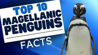 Top 10 Magellanic Penguin Fun Facts - Penguins 101