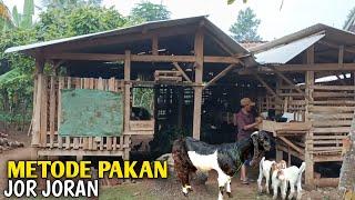 Berkembang Signifikan Ternak Kambing Dengan Sistem Pakan Jor Joran