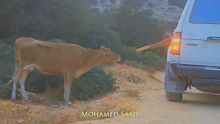 الجبل الأخضر ليبيا ..Jebel Akhdar, Libya