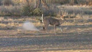 Big Buck Down, South Texas #whitetaildeer #deer #deerhunting