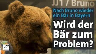 Nach Bruno wieder ein Bär in Bayern gesichtet: Wird der Bär zum Problem? | Abendschau | BR24