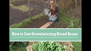 How to Grow Overwintering Broad Beans