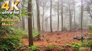 SOOTHING MUSIC in mystical forest. Foggy, rainy weather. Virtual walk.