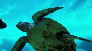 Turtles in the sea Rico Relax • Relaxing Sleep Music • Relaxing Music •  Stress Relief • Meditation