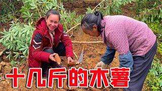 Grandma called 9th sister to come and see the cassava, and a dozen catties were dug out