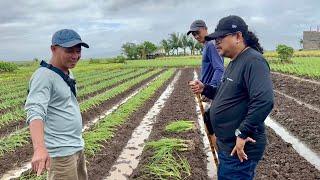 210,000 Kita sa 1,000 Sqm sa Spring Onion Farming, Daig pa daw ang Kita ng OFW Farmer sa Korea