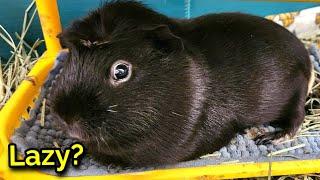 Why Doesn't My Guinea Pig Run? - Exercise