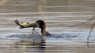 Kormoran fängt Hecht (Cormorant, Palacrocorax carbo)