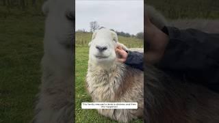 This family rescued a lamb in distress and then this happened.