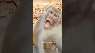 #funny #talkingparot #comedy #parrot #viralvideo #ytshort