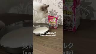 覚醒する猫ミルク Amazonで購入した(Awakening Cat Milk Purchased at Amazon) #猫 #子猫 #shorts