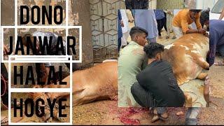 Dono janwar halal hogye | Eid Mubarak #qurbanicollection #vloging #cow #meatyeid