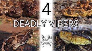 4 deadly vipers, venomous snakes, snakebite, Terciopelo, Puff adder, Carpet viper, Russell's viper