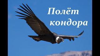 Полёт кондора. Condor fly. El condor pasa. Кондор летит.